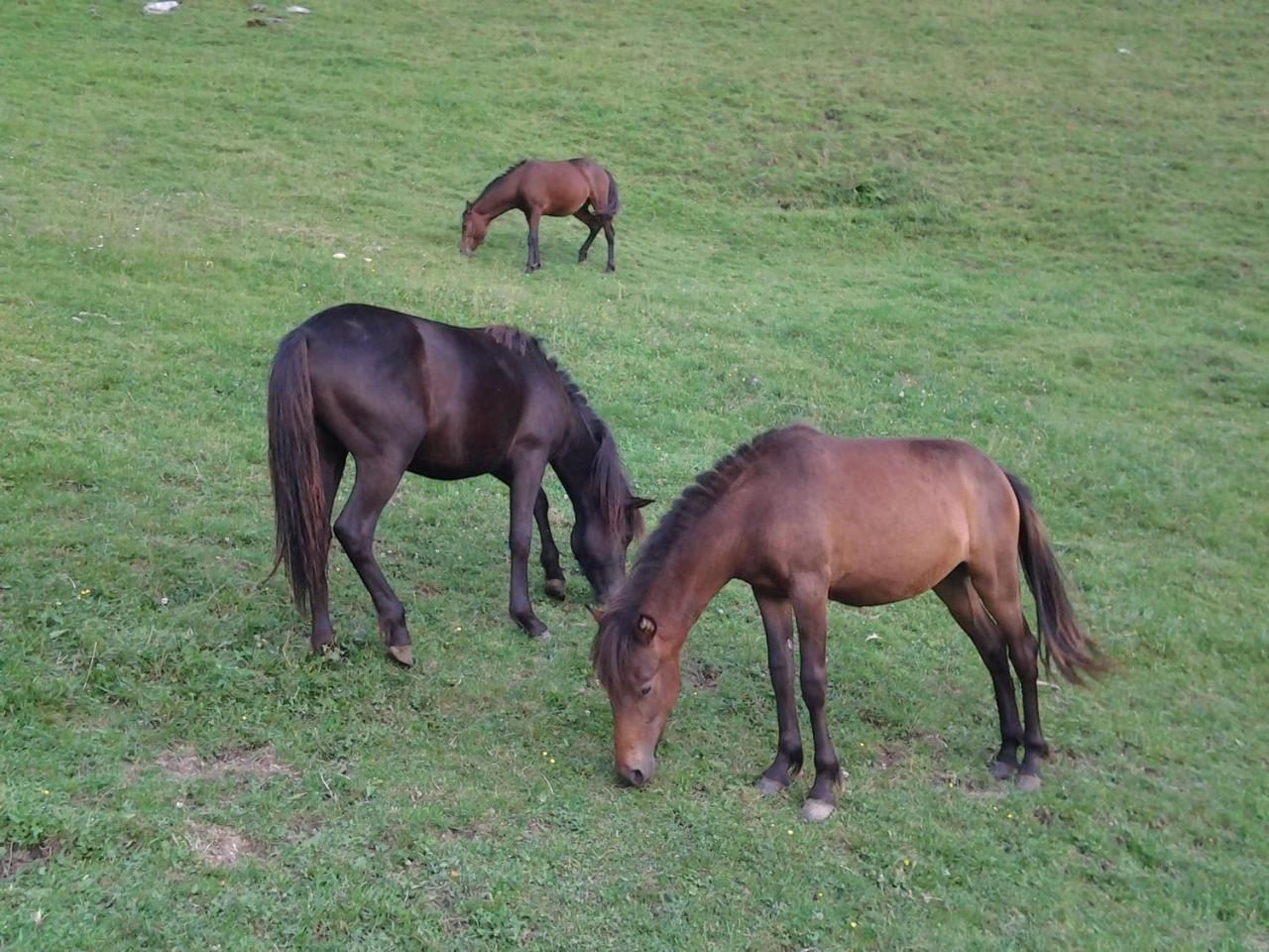 Agriturismo Le Radici San Fedele Intelvi Extérieur photo